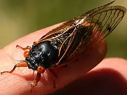 Male dorsal Brood XIII sub-brood, 2020