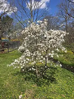 Magnolia salicifolia, Arnold Arboretum of Harvard University, accession #51-63*A.