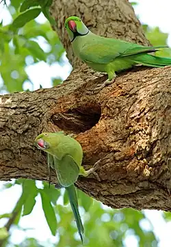 Green parakeet