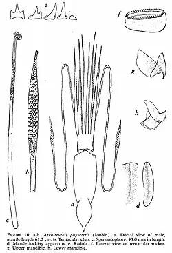 #131 (?/?/1954) Semi-schematic illustration of the mature male giant squid found floating at the surface off the Mississippi Delta in 1954, from Gilbert L. Voss's comprehensive review of the cephalopods of the Gulf of Mexico (Voss, 1956:137, fig. 10)