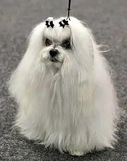 White Maltese dog