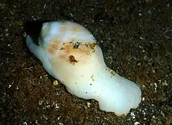 Mammilla melanostoma