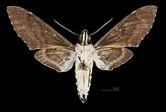 Manduca dalica anthina ♂ △