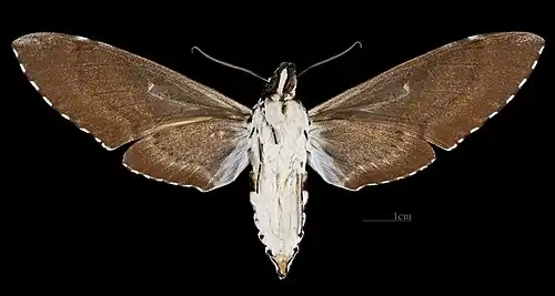 Manduca dalica ♀ △