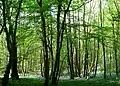 Maplehurst Wood