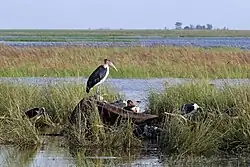 Feeding on elephant carcass