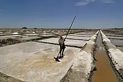 A salt pan worker in a salt evaporation pond in Tamil Nadu, India.