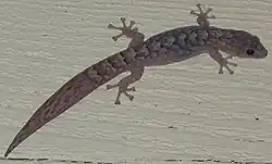 lizard with abrupt change in tail pattern