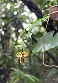 Marcgravia umbellata on the Mount Scenery Trail