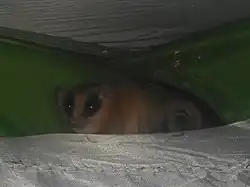 Brown and black opossum