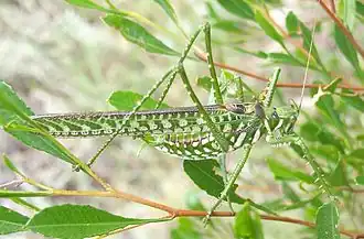 The spotted predatory katydid (Chlorobalius leucoviridis) is an acoustic aggressive mimic of cicadas.