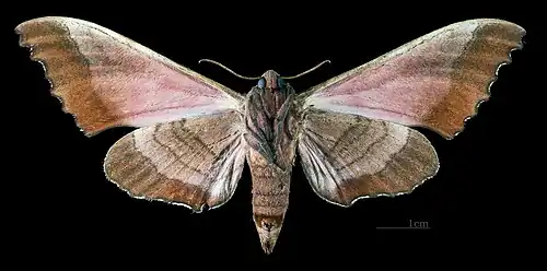 Female M. g. gressitti, underside