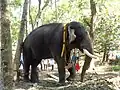 Unnikrishnan, the temple elephant of the Mavelikara Srikrishanswami temple, Kattuvalli, Kerala