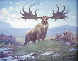 Megaloceros from Pleistocene