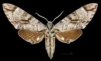 Male M. a. scribae , dorsal view