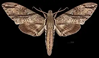 Meganoton rubescens severina♀