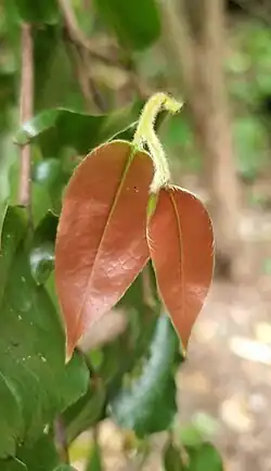 New leaves