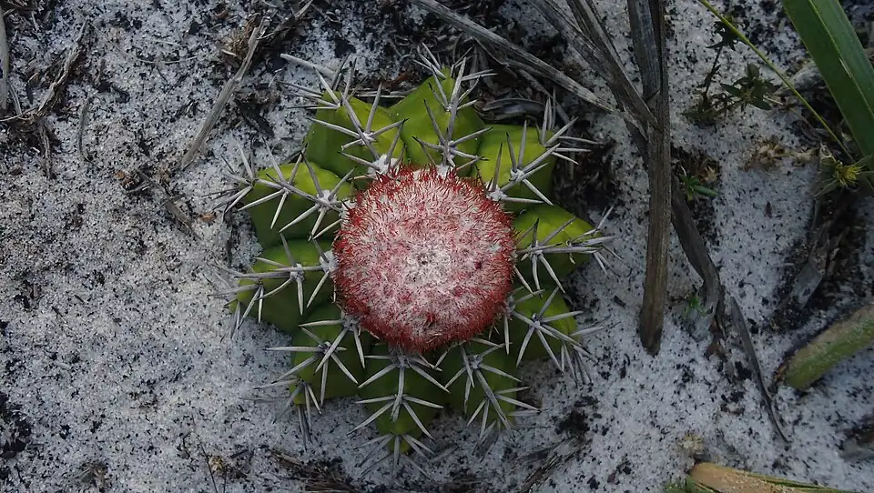 Plant growing in Bahia, Brazil