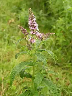 Mentha longifolia ('spike')