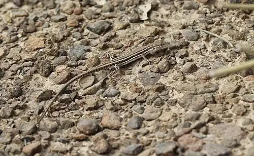 Mesalina adramitana from Fujiarah, United Arab Emirates