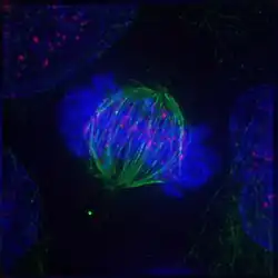 Metaphase: The centrosomes have moved to the poles of the cell and have established the mitotic spindle. The chromosomes have congressed at the metaphase plate.