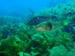 Initial phase, with a blue-lined leatherjacket (Meuschenia galii)