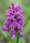 Dactylorhiza purpurella Inflorescence