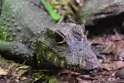 5 year old female, at Micro Zoo de Saint Malo, France
