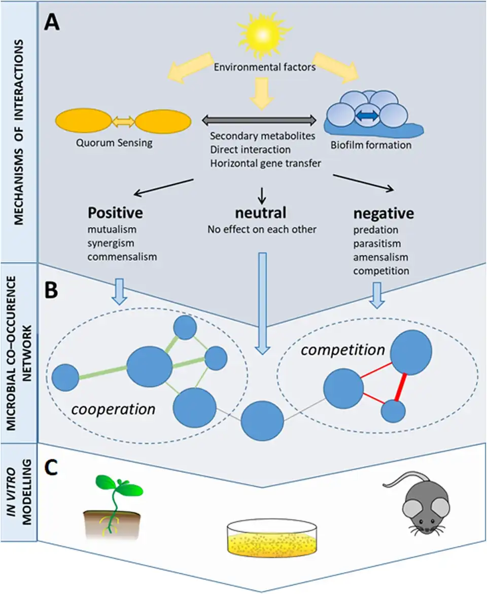 Co-occurrence networks help visualising microbial interactions Nodes usually represent taxa of microorganisms, and edges represent statistically significant associations between nodes.[1] ––––––––––––––––––––––––––– Testing of the hypotheses resulted from the network analyses is required for a comprehensive study of microbial interactions.[1]