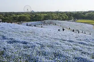 Nemophila in spring in Hitachi Seaside Park