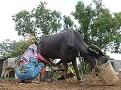 Woman milking a buffalo, Bangalore, India