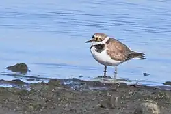 Little ringed plover, Morups Tånge, Falkenberg, Halland
