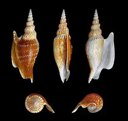 Mirabilistrombus listeri