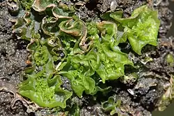 A green plant. The leaves have a squiggly appearance.