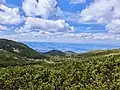 View on mountain pine fields of Mokra Gora