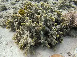 Montipora hispida