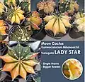 Moon cactus G. mihanovichii var. Lady Star