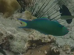 Swimming upside down