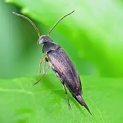 A member of the Mordellistena species.