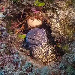 Morena del Mediterráneo (Muraena helena), Regga, Gozo, Malta, 2021-08-23, DD 14