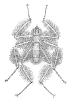 A drawing of male specimen