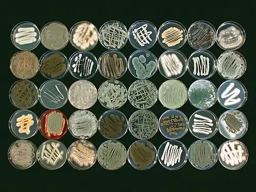 Image 13Morphological diversity of fungi collected from a marine sponge species, Ircinia variabilis (from Marine fungi)