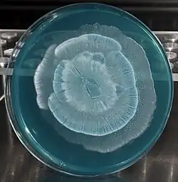 Mortierella from Yosemite