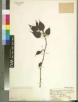Morus mongolica (dried) University of Vienna Institute for Botany Herbarium 3