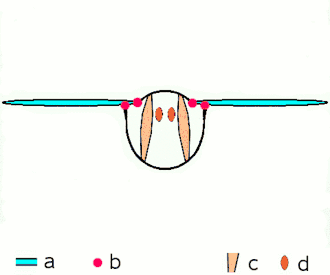 Indirect flight: muscles oscillate thorax. a: wings b: primary/secondary flight joints c: dorsoventral flight muscles d: longitudinal muscles