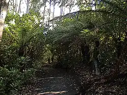 Tree ferns in Fern Gully
