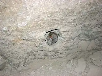 Mummified skull in niche of burial chamber.