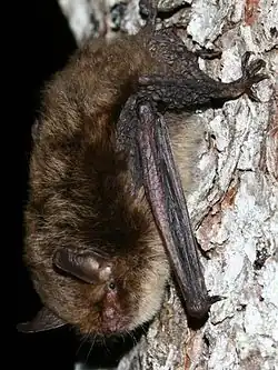 Brown bat