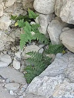 Several broadly-triangular fern fronds springing from a jumble of white-colored rocks