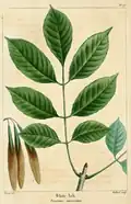 foliage